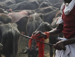 В Непале индуисты принесли в жертву 300 тысяч животных