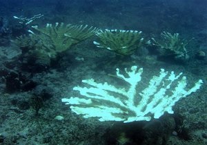 Ученые расшифровали геном коралла