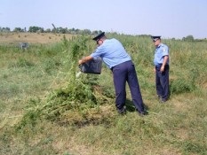 В Луганской области милиция обнаружила пенсионера, который вырастил поле конопли
