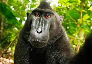 В Индонезии обезьяна украла у туриста фотоаппарат и устроила себе фотосессию