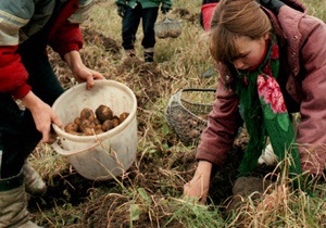 Украинские аграрии ощущают дефицит семенного картофеля