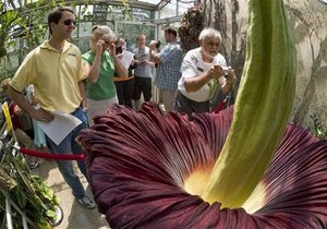 Аморфофаллус титанический. В Бельгии расцвел самый большой и самый вонючий цветок в мире