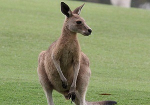В Германии кенгуру сбежали из зоопарка через вырытые лисой и кабаном подкопы