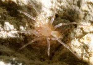 В США стройку за $15 млн приостановили из-за паука