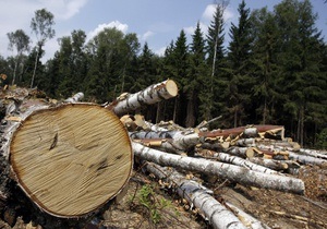Янукович - резиденция Януковича - Для резиденции Януковича срубят деревьев почти на 2 млн грн - журналисты