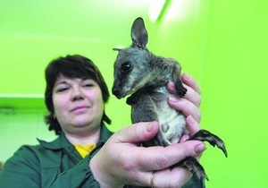 В киевском зоопарке кенгуренка назвали в честь чупакабры