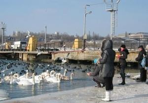 В Ильичевском порту из ледового плена освободили более тысячи птиц