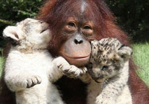В американском заповеднике орангутанг стал приемным отцом двум львятам