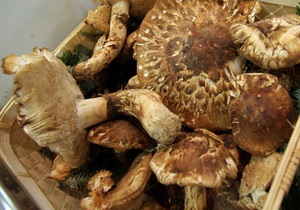 новости Севастополя - Беркут - отравление - грибы - В Севастополе девять беркутовцев отравились грибами