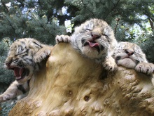 В Крыму родилась тройня амурских тигров