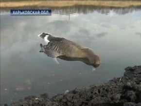 Экологи назвали экоцидом массовое отравление гусей под Харьковом
