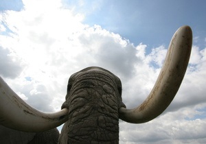 Стадо диких слонов уничтожило деревню в Анголе