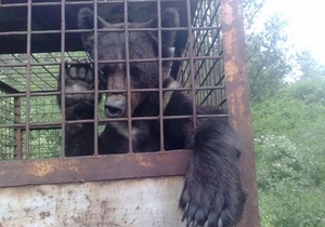 Зоозащитники обнаружили на полигоне в Николаевской области клетки с тремя медведями