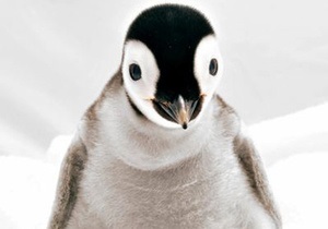 Британцы запретили рекламу онлайн-магазина, в которой пингвины доставляют еду
