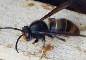 Рой шершней погубил мужчину в Ровенской области - новости Ровно - укусы насекомых