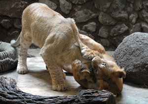 Фотогалерея: Кошачий праздник в Киевском зоопарке