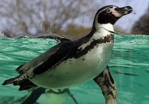 В Токио спустя месяц свернули поиски пропавшего пингвина