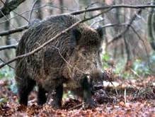 Дикие кабаны поймали вора