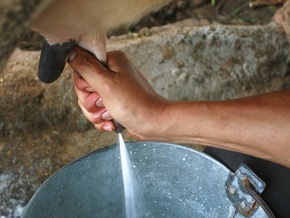 Производство молока в России стоит на пороге краха