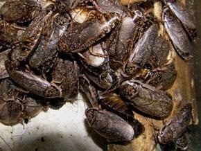 Ученые: Задержка дыхания поможет тараканам в период глобальной засухи
