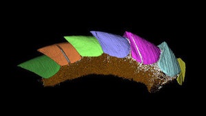 Палеонтологи нашли потерянное звено в эволюции панцирных моллюсков