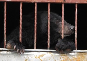В Винницкой области Госэкоинспекция закрыла незаконный передвижной зоопарк