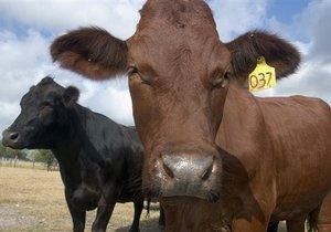 В Житомирской области у коровы и быка обнаружили бешенство