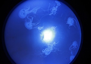 Медузы обладают уникальной мускулатурой - биологи