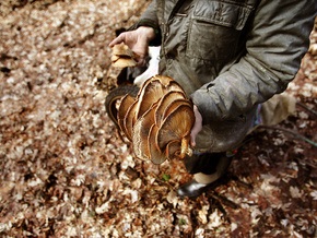 В Житомирской области семь человек отравились грибами