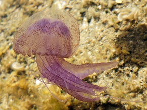 У берегов Корсики протянулась 12-километровая колония ядовитых медуз