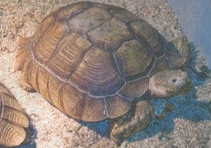 В США из зоомагазина украли 22-килограммовую черепаху