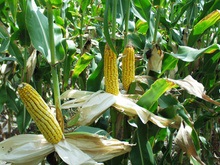 Мобильные телефоны будут делать из кукурузы