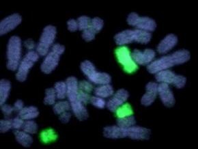 Половые хромосомы способствуют образованию новых видов