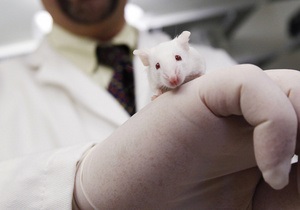 Ученые обнаружили в ДНК мышей ген, управляющий материнским инстинктом