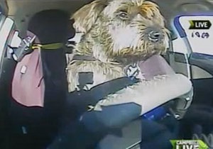 В Новой Зеландии собаки успешно сдали экзамен по вождению