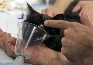 В США кошка осталась жива после двух попыток усыпления