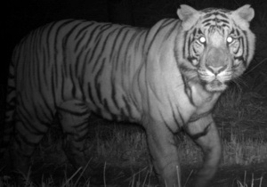 Люди вынудили непальских тигров стать ночными животными