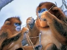 В Китае спасают золотистых обезьян