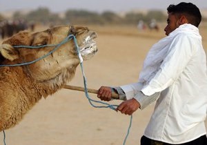 Египетские погонщики верблюдов пригрозили заблокировать правительство и дороги