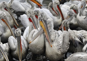 В Донецкой области за одну ночь была уничтожена единственная в Украине колония косматых пеликанов