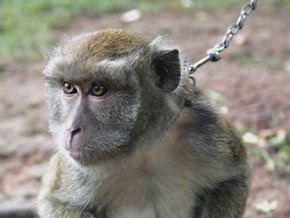 Химикатный гель уберег обезьян от ВИЧ