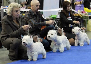 В Киеве пройдет международная выставка собак