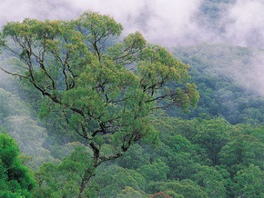 Климатологи: К концу века может исчезнуть 85% тропических лесов