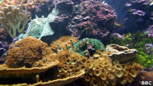 Кораллы двигаются, чтобы не быть погребенными под песком