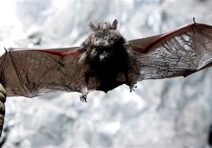 Биологи установили, что летучие мыши ловят комнатных мух, прислушиваясь к звукам их секса