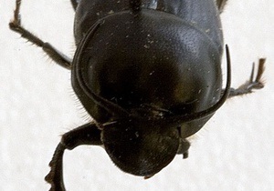 Ученые назвали самое сильное в мире насекомое