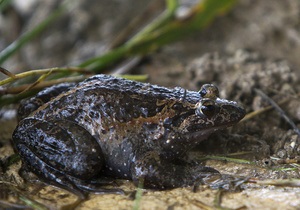 В Израиле обнаружена лягушка, считавшаяся давно вымершей
