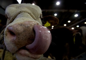 В этом году поголовье крупного рогатого скота в Украине сократилось до пяти миллионов голов