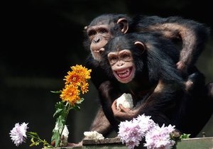 В Киевский зоопарк привезли шимпанзе Джонни