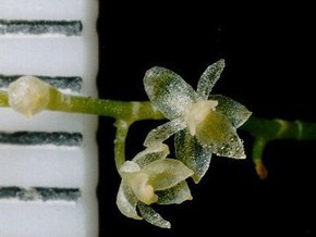 Американский ученый случайно обнаружил самую маленькую орхидею в мире